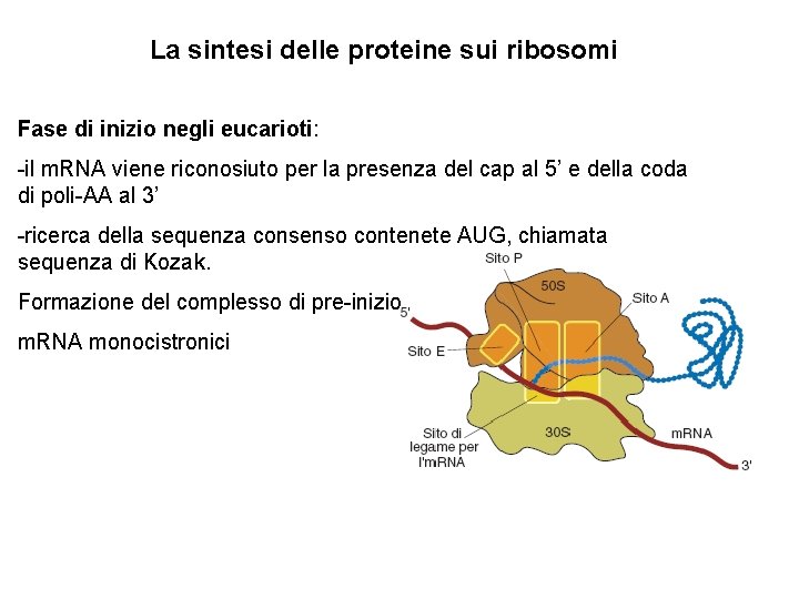 La sintesi delle proteine sui ribosomi Fase di inizio negli eucarioti: -il m. RNA
