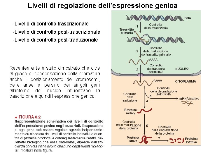 Livelli di regolazione dell’espressione genica -Livello di controllo trascrizionale -Livello di controllo post-traduzionale Recentemente