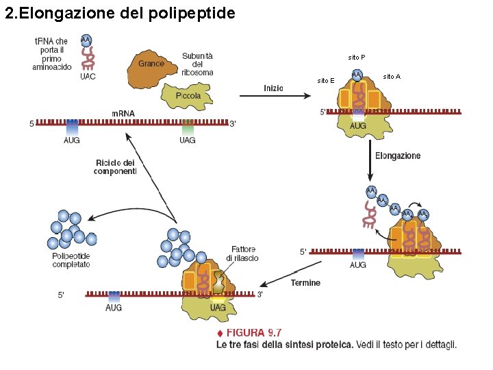 2. Elongazione del polipeptide sito P sito E sito A 