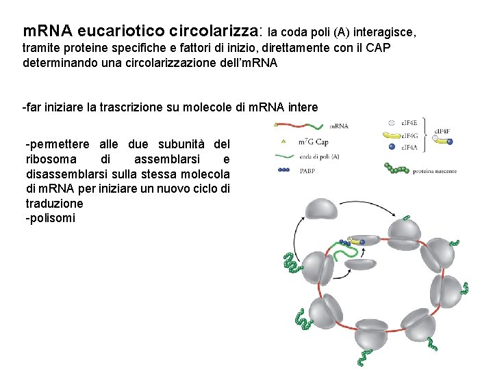 m. RNA eucariotico circolarizza: la coda poli (A) interagisce, tramite proteine specifiche e fattori