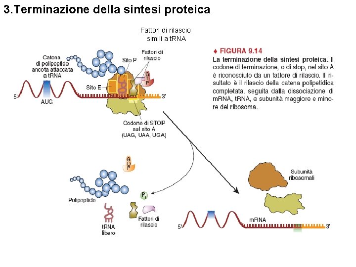 3. Terminazione della sintesi proteica Fattori di rilascio simili a t. RNA 