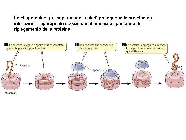 Le chaperonine (o chaperon molecolari) proteggono le proteine da interazioni inappropriate e assistono il