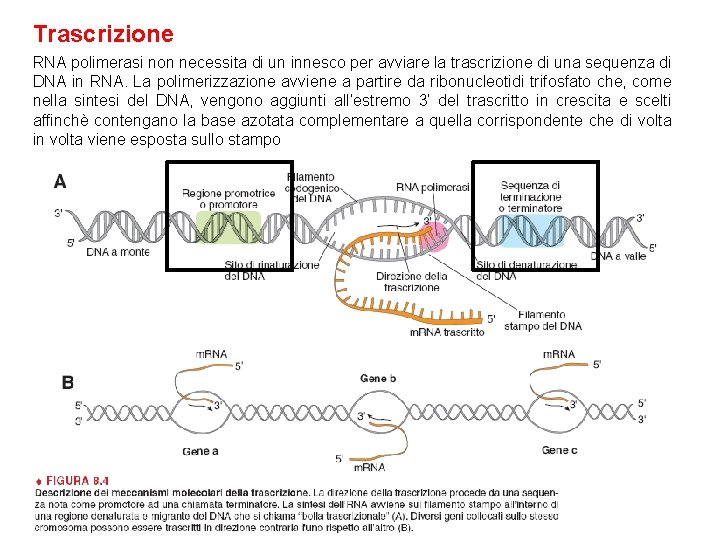 Trascrizione RNA polimerasi non necessita di un innesco per avviare la trascrizione di una