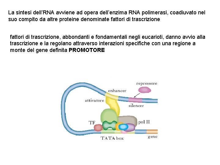 La sintesi dell’RNA avviene ad opera dell’enzima RNA polimerasi, coadiuvato nel suo compito da