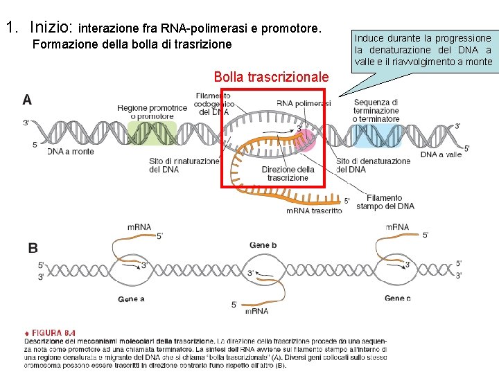 1. Inizio: interazione fra RNA-polimerasi e promotore. Formazione della bolla di trasrizione Bolla trascrizionale