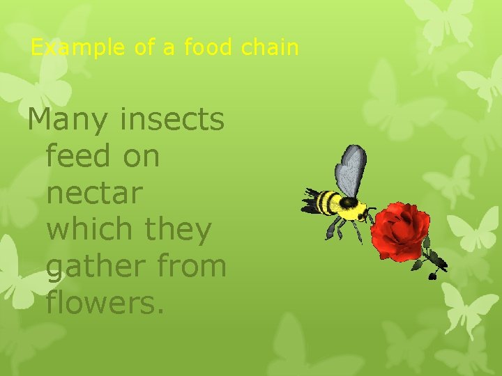Example of a food chain Many insects feed on nectar which they gather from Example of a food chain Many insects feed on nectar which they gather from