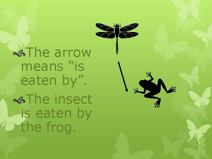 The arrow means “is eaten by”. The insect is eaten by the frog. The arrow means “is eaten by”. The insect is eaten by the frog.