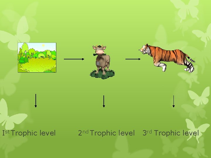 Ist Trophic level 2 nd Trophic level 3 rd Trophic level Ist Trophic level 2 nd Trophic level 3 rd Trophic level