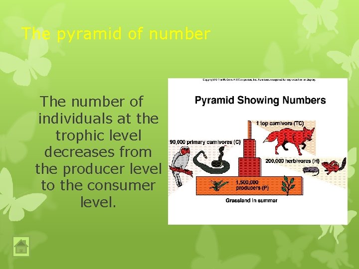 The pyramid of number The number of individuals at the trophic level decreases from The pyramid of number The number of individuals at the trophic level decreases from