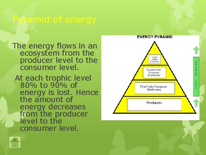 Pyramid of energy The energy flows in an ecosystem from the producer level to Pyramid of energy The energy flows in an ecosystem from the producer level to