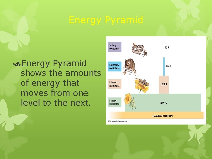 Energy Pyramid shows the amounts of energy that moves from one level to the Energy Pyramid shows the amounts of energy that moves from one level to the
