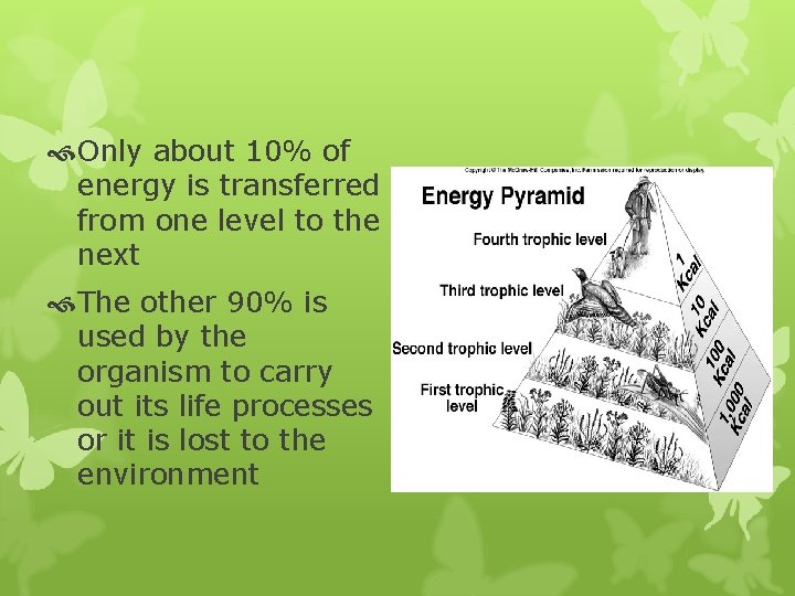 Only about 10% of energy is transferred from one level to the next Only about 10% of energy is transferred from one level to the next