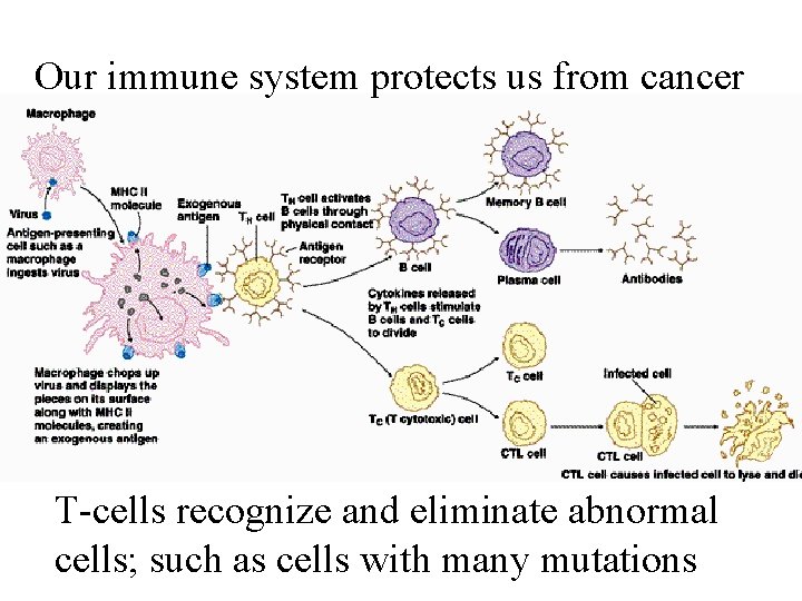 Our immune system protects us from cancer T-cells recognize and eliminate abnormal cells; such