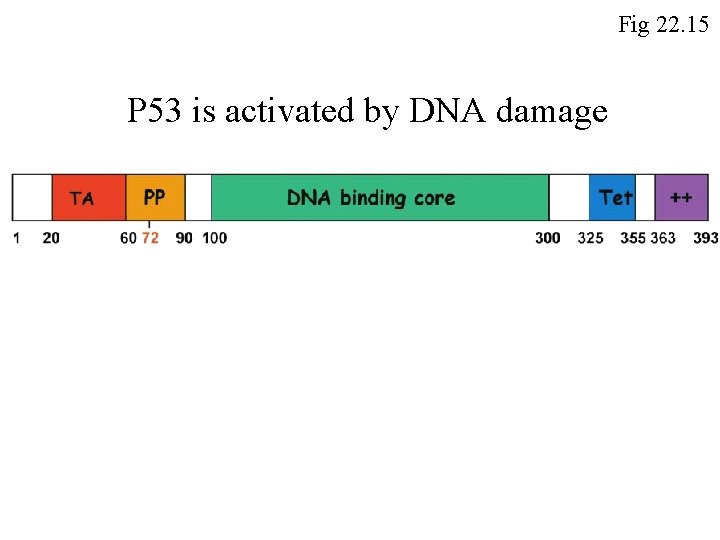 Fig 22. 15 P 53 is activated by DNA damage 