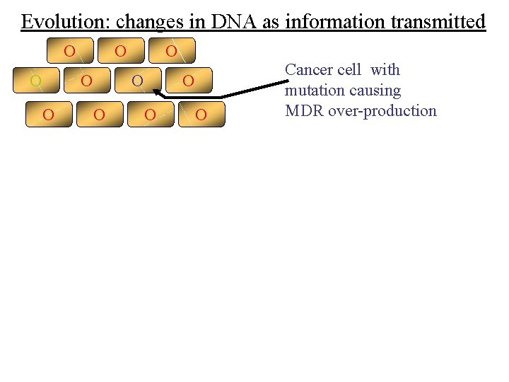 Evolution: changes in DNA as information transmitted O O O Cancer cell with mutation
