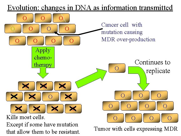 Evolution: changes in DNA as information transmitted O O O Cancer cell with mutation