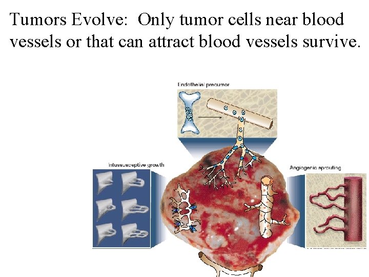 Tumors Evolve: Only tumor cells near blood vessels or that can attract blood vessels