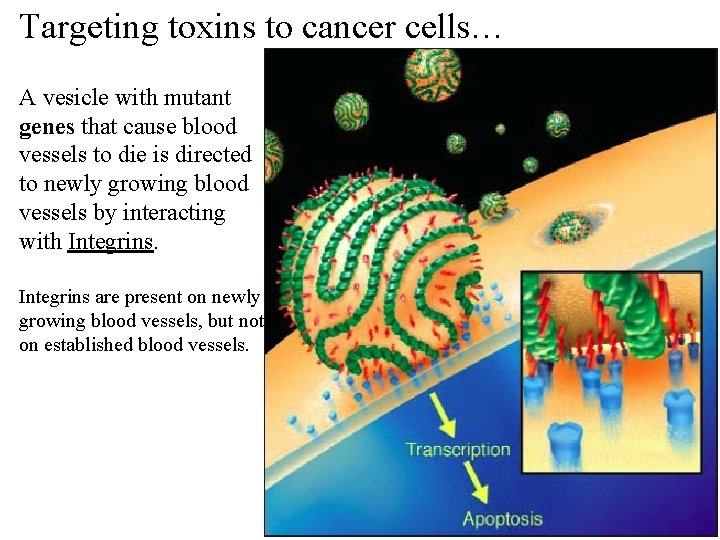 Targeting toxins to cancer cells… A vesicle with mutant genes that cause blood vessels