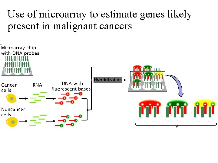 Use of microarray to estimate genes likely present in malignant cancers 
