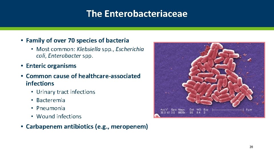 The Enterobacteriaceae • Family of over 70 species of bacteria • Most common: Klebsiella