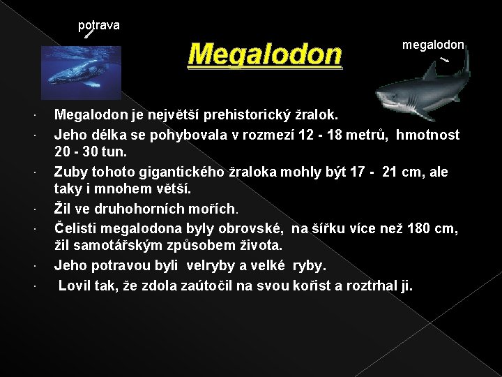 potrava Megalodon megalodon Megalodon je největší prehistorický žralok. Jeho délka se pohybovala v rozmezí