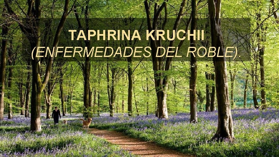 TAPHRINA KRUCHII (ENFERMEDADES DEL ROBLE). . 