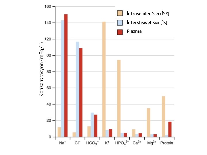 İntraselüler Sıvı (İSS) İnterstisiyel Sıvı (İS) Konsantrasyon (m. Eq/L) Plazma 