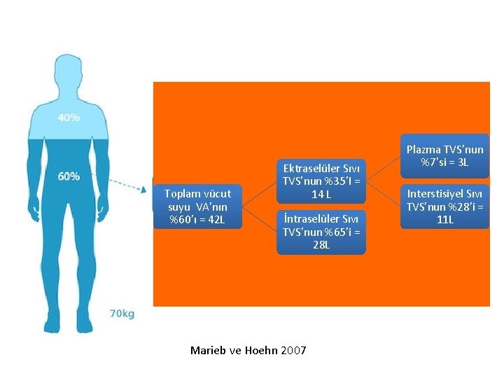 Toplam vücut suyu VA’nın %60’ı = 42 L Ektraselüler Sıvı TVS’nun %35’I = 14