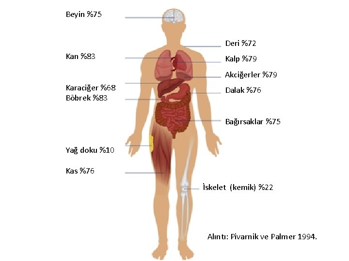 Beyin %75 Deri %72 Kan %83 Kalp %79 Akciğerler %79 Karaciğer %68 Böbrek %83