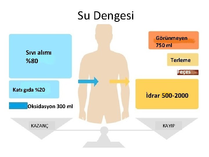 Su Dengesi Sıvı alımı %80 Görünmeyen 750 ml Terleme Feçes Katı gıda %20 İdrar