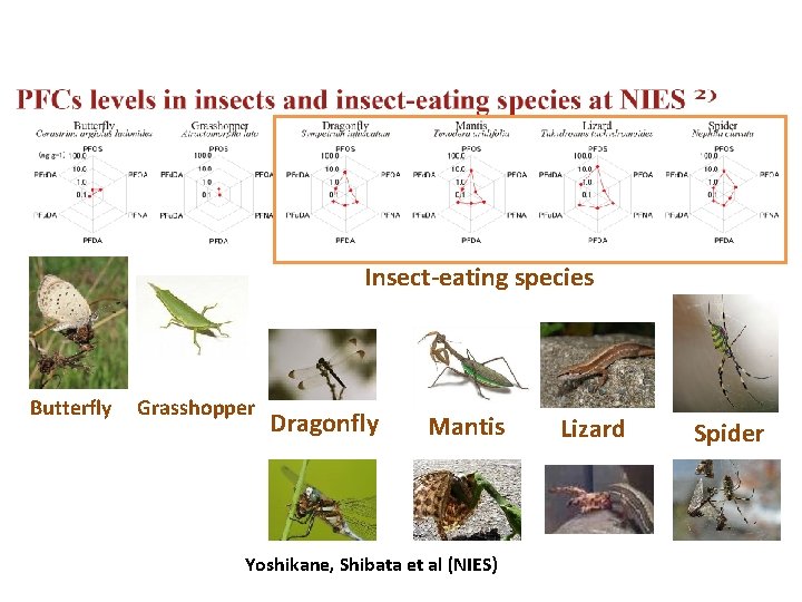 Insect-eating species Butterfly Grasshopper Dragonfly Mantis Yoshikane, Shibata et al (NIES) Lizard Spider 