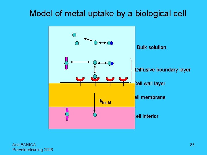 Model of metal uptake by a biological cell Bulk solution Diffusive boundary layer Cell