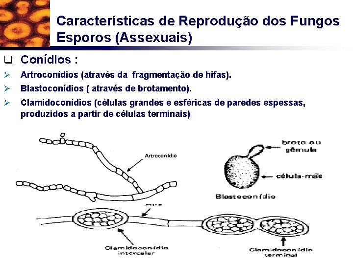 Características de Reprodução dos Fungos Esporos (Assexuais) q Conídios : Ø Artroconídios (através da