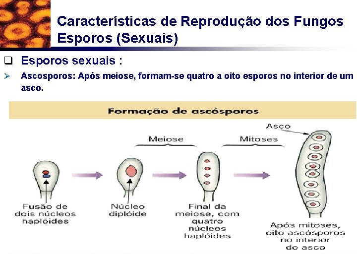 Características de Reprodução dos Fungos Esporos (Sexuais) q Esporos sexuais : Ø Ascosporos: Após