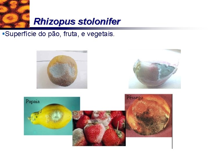 Rhizopus stolonifer §Superfície do pão, fruta, e vegetais. 