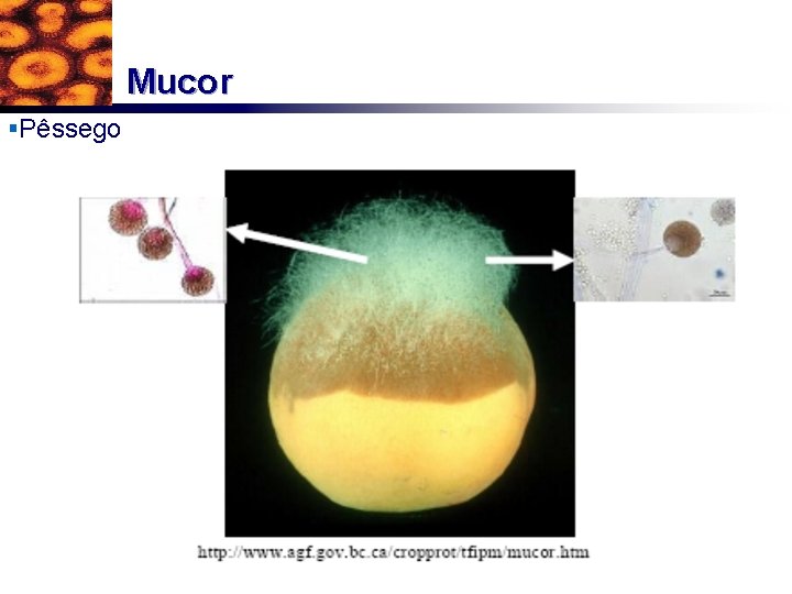 Mucor §Pêssego 