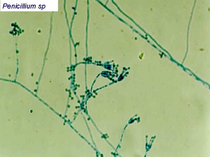 Penicillium sp 