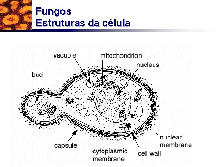 Fungos Estruturas da célula 