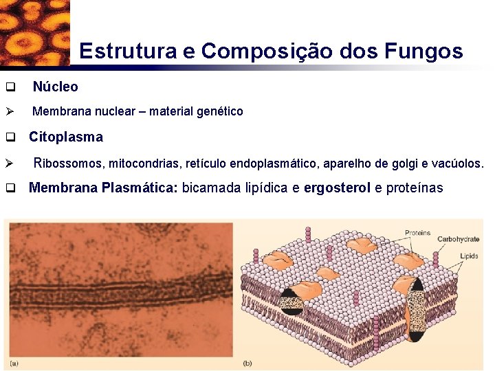 Estrutura e Composição dos Fungos q Núcleo Ø Membrana nuclear – material genético q