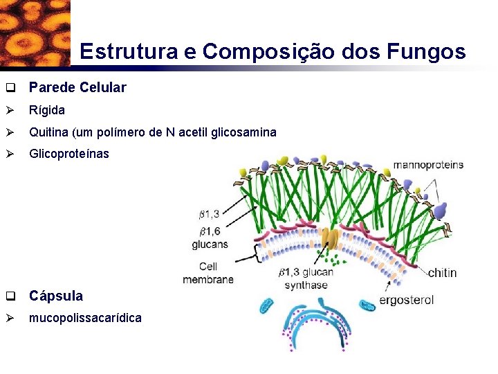 Estrutura e Composição dos Fungos q Parede Celular Ø Rígida Ø Quitina (um polímero