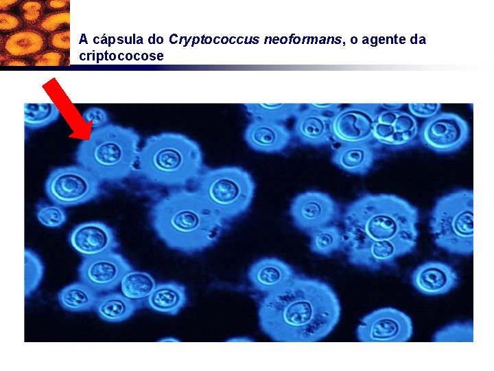 A cápsula do Cryptococcus neoformans, o agente da criptococose 