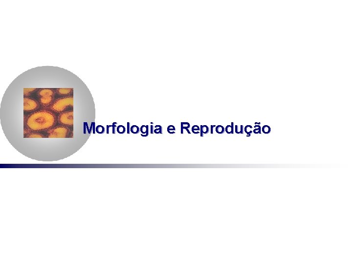 Morfologia e Reprodução 