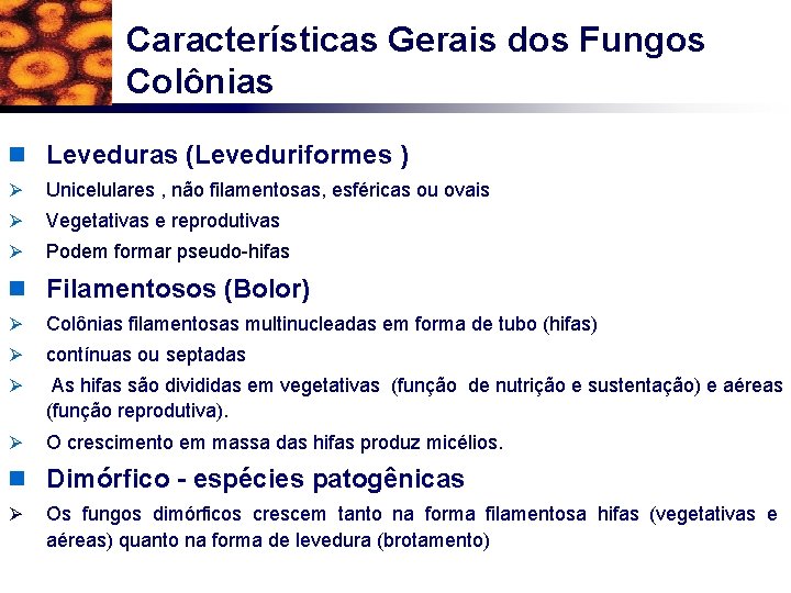 Características Gerais dos Fungos Colônias n Leveduras (Leveduriformes ) Ø Unicelulares , não filamentosas,