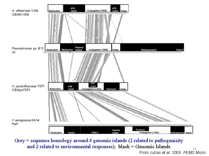 Grey = sequence homology around 4 genomic islands (2 related to pathogenicity and 2