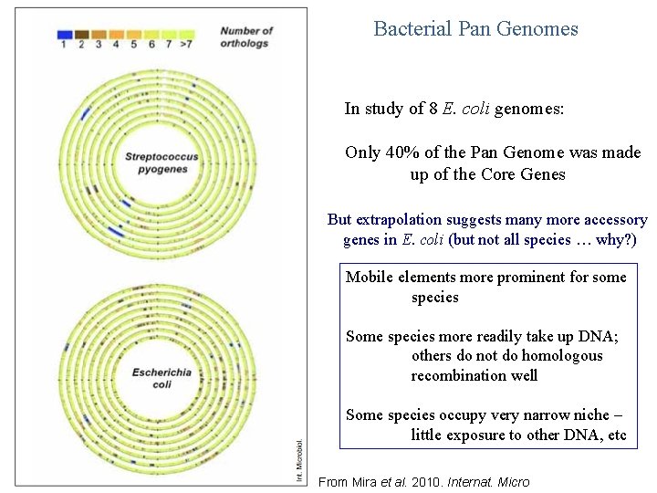 Bacterial Pan Genomes In study of 8 E. coli genomes: Only 40% of the