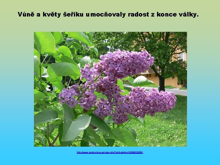 Vůně a květy šeříku umocňovaly radost z konce války. http: //www. paukertova. cz/view. php?