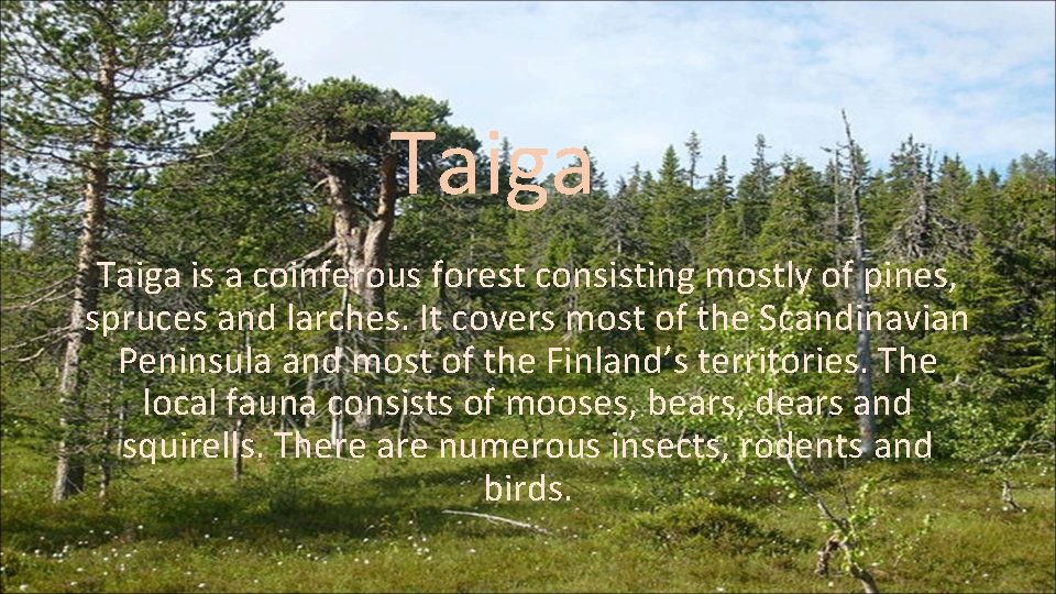 Taiga is a coinferous forest consisting mostly of pines, spruces and larches. It covers