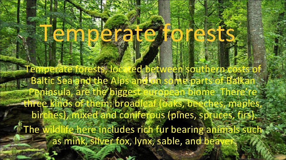 Temperate forests, located between southern costs of Baltic Sea and the Alps and on