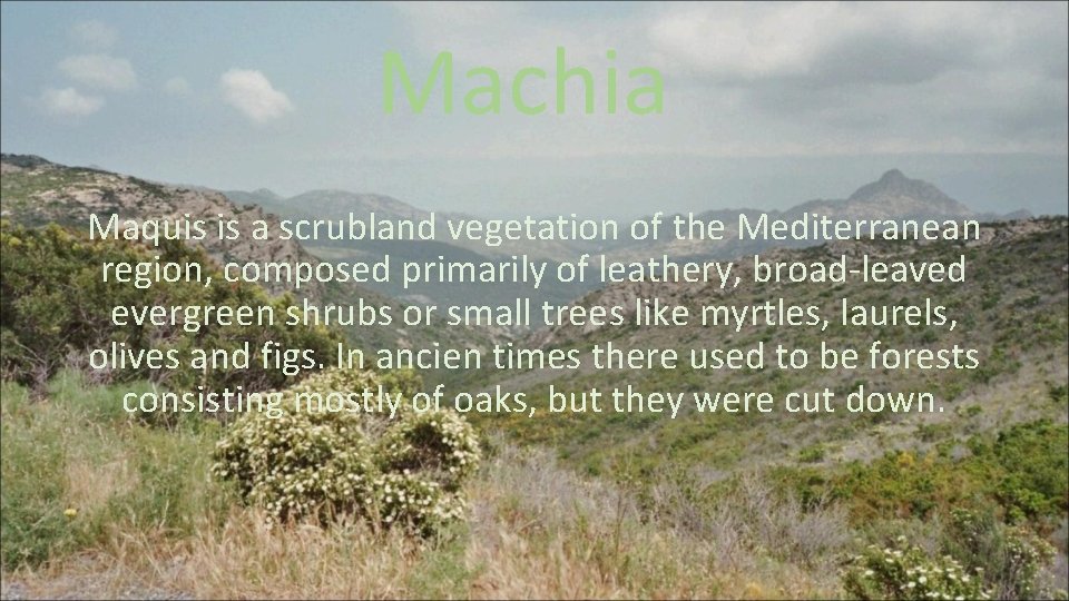 Machia Maquis is a scrubland vegetation of the Mediterranean region, composed primarily of leathery,