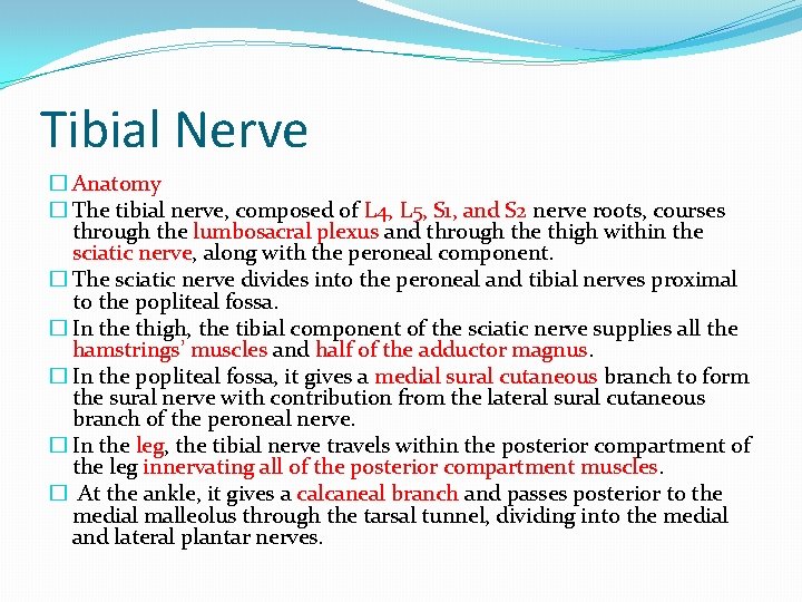 Tibial Nerve � Anatomy � The tibial nerve, composed of L 4, L 5,